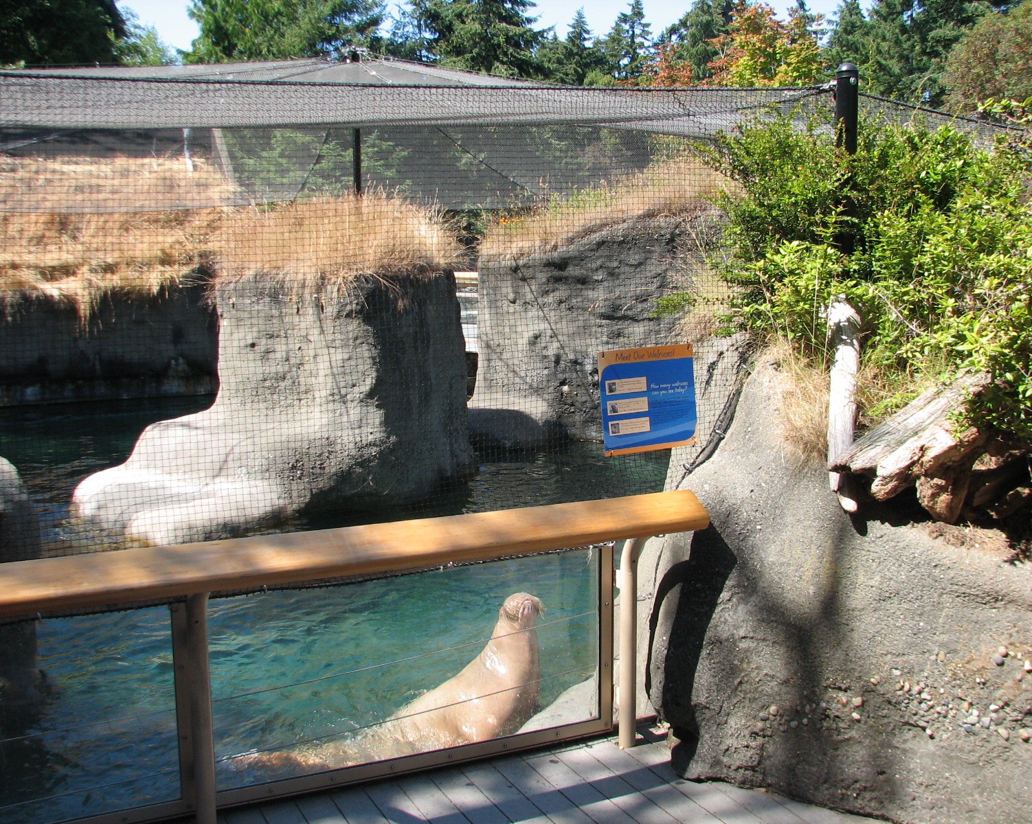 Rocky Shores - Walrus Exhibit