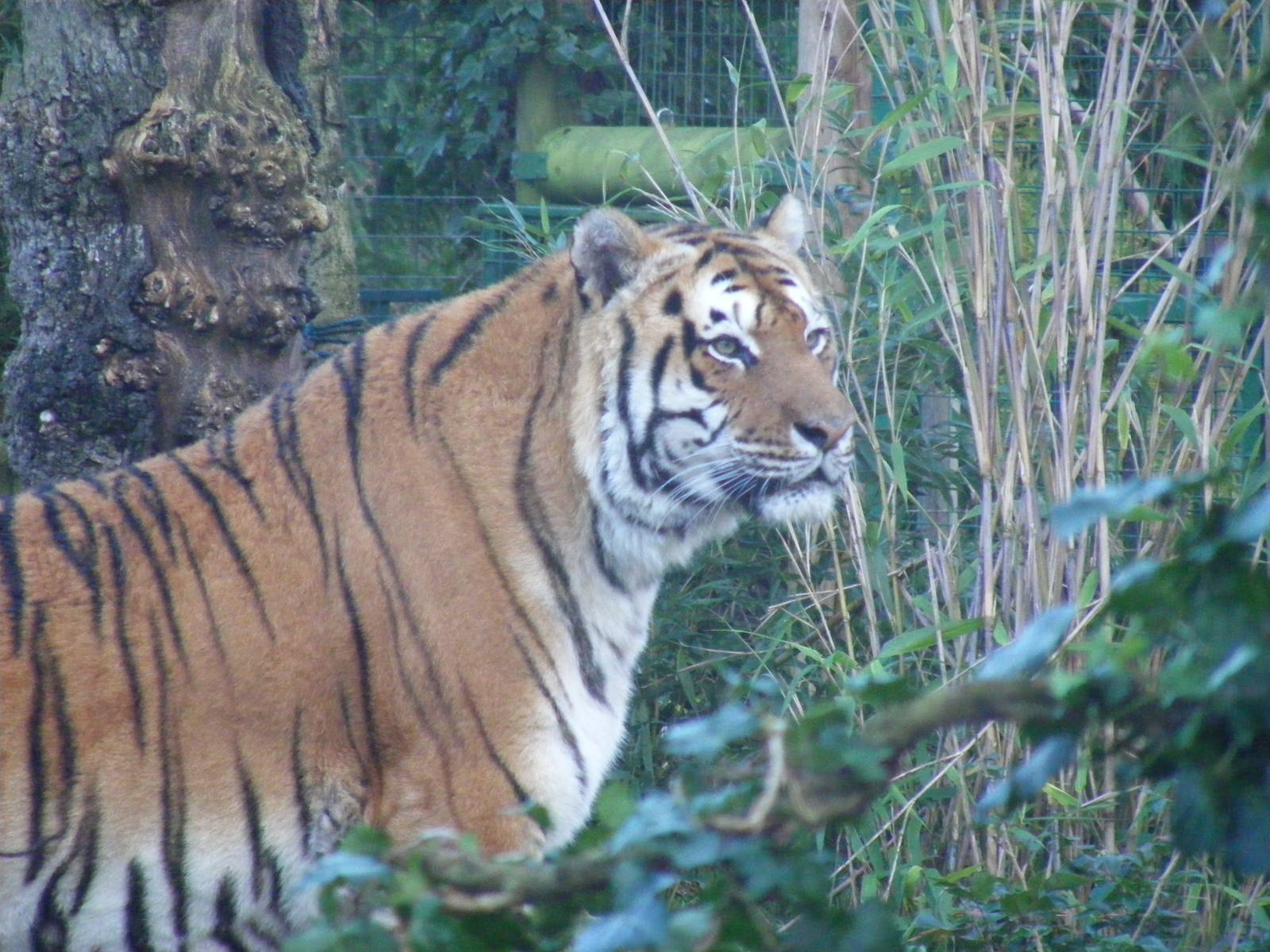 Rocky the amur tiger at Paradise Wildlife Park, 22 November 2009