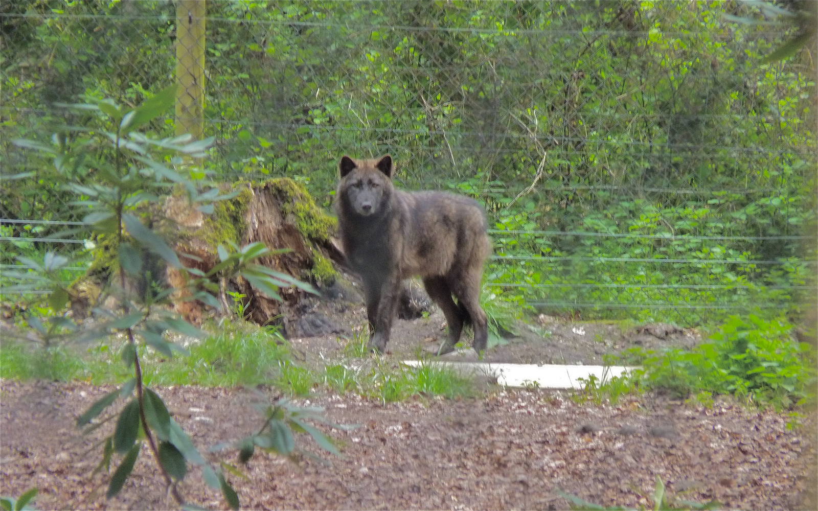 Rocky the (Black) Grey Wolf
