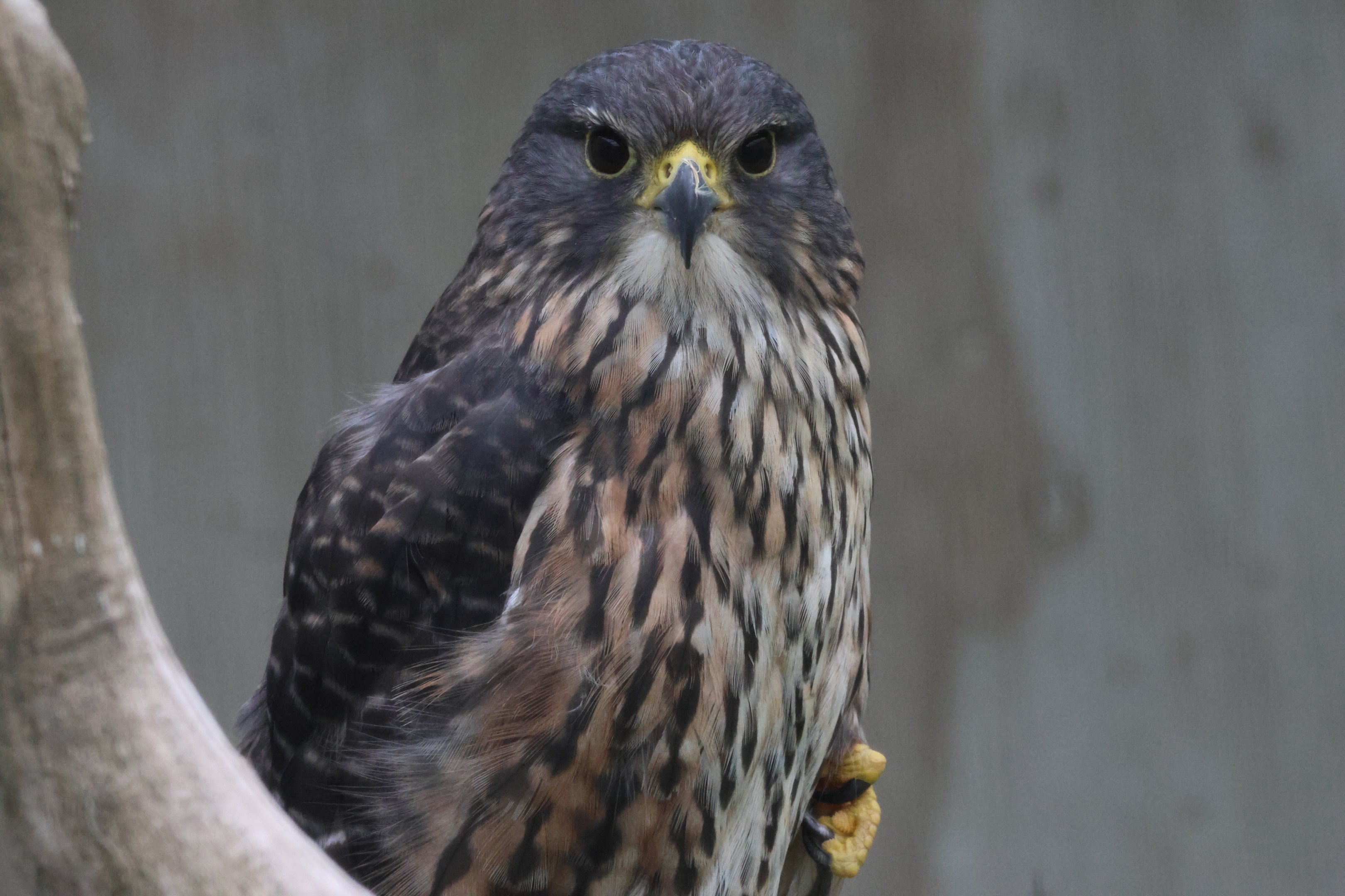 Rocky the Kārearea (Falco novaeseelandiae), Kārearea Falcon Trust (Blenheim)