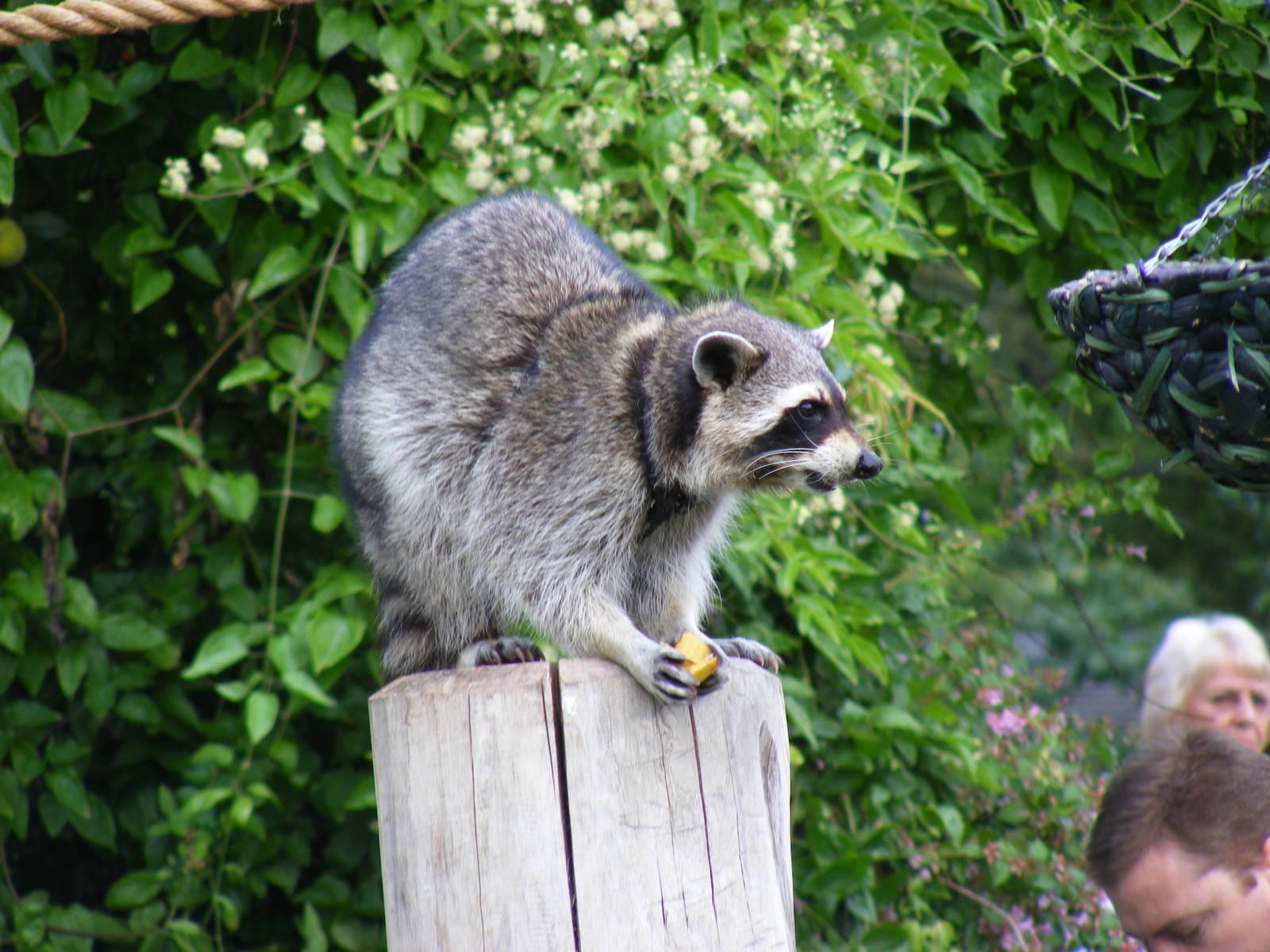 Rocky the raccoon at Bristol Zoo, 1 August 2010