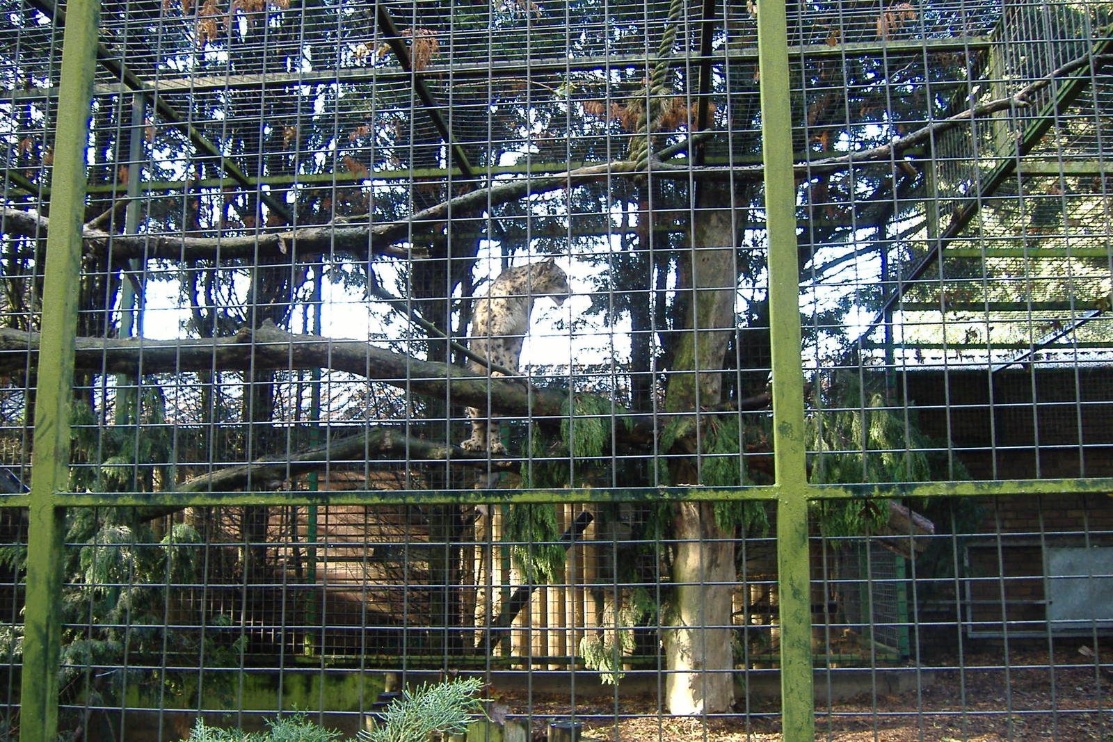 Rocky the Snow Leopard at Banham Zoo, 7 September 2008