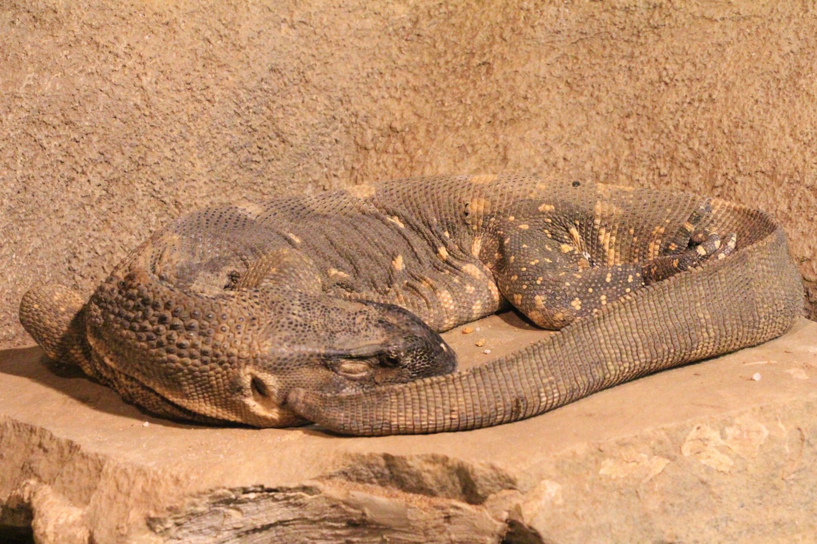 Rocky the White-throated Monitor (Varanus albigularis ssp. albigularis)