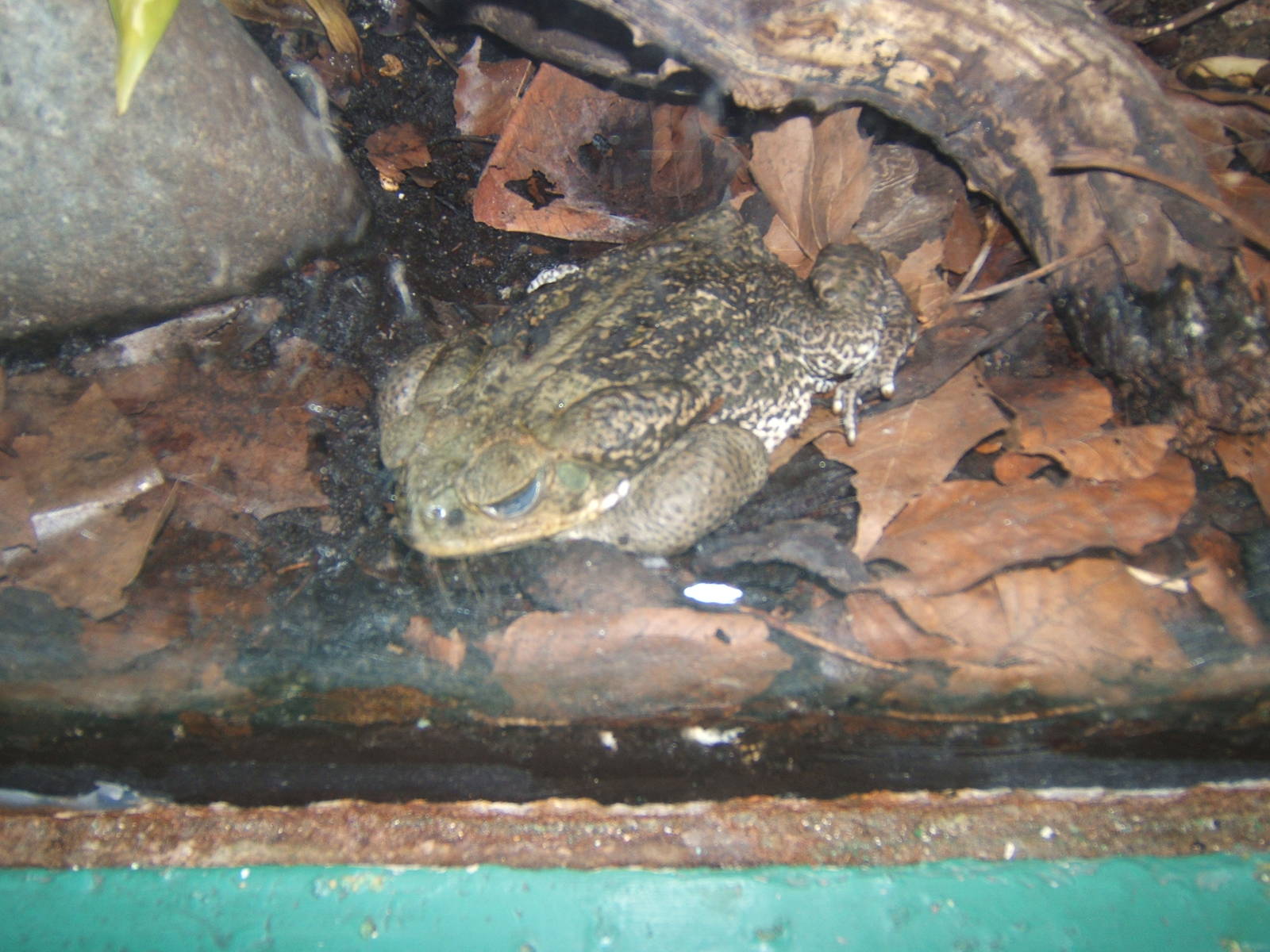 Rococo Toad (Bufo paracnemis)