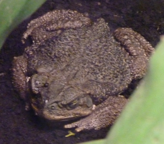 Rococo toad (Bufo schneideri)