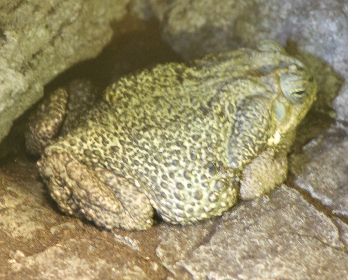 Rococo toad