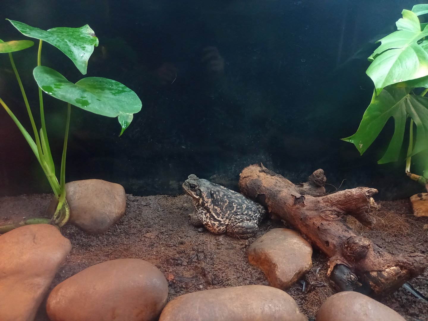 Rococo toad