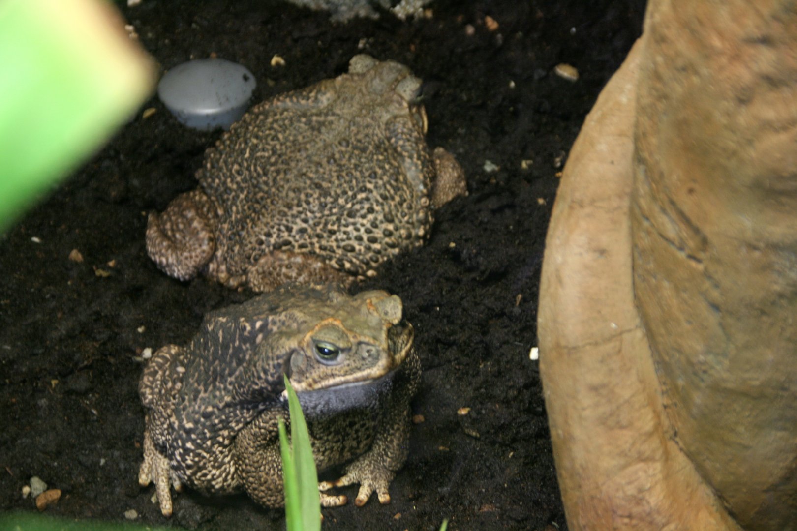 Rococo toads