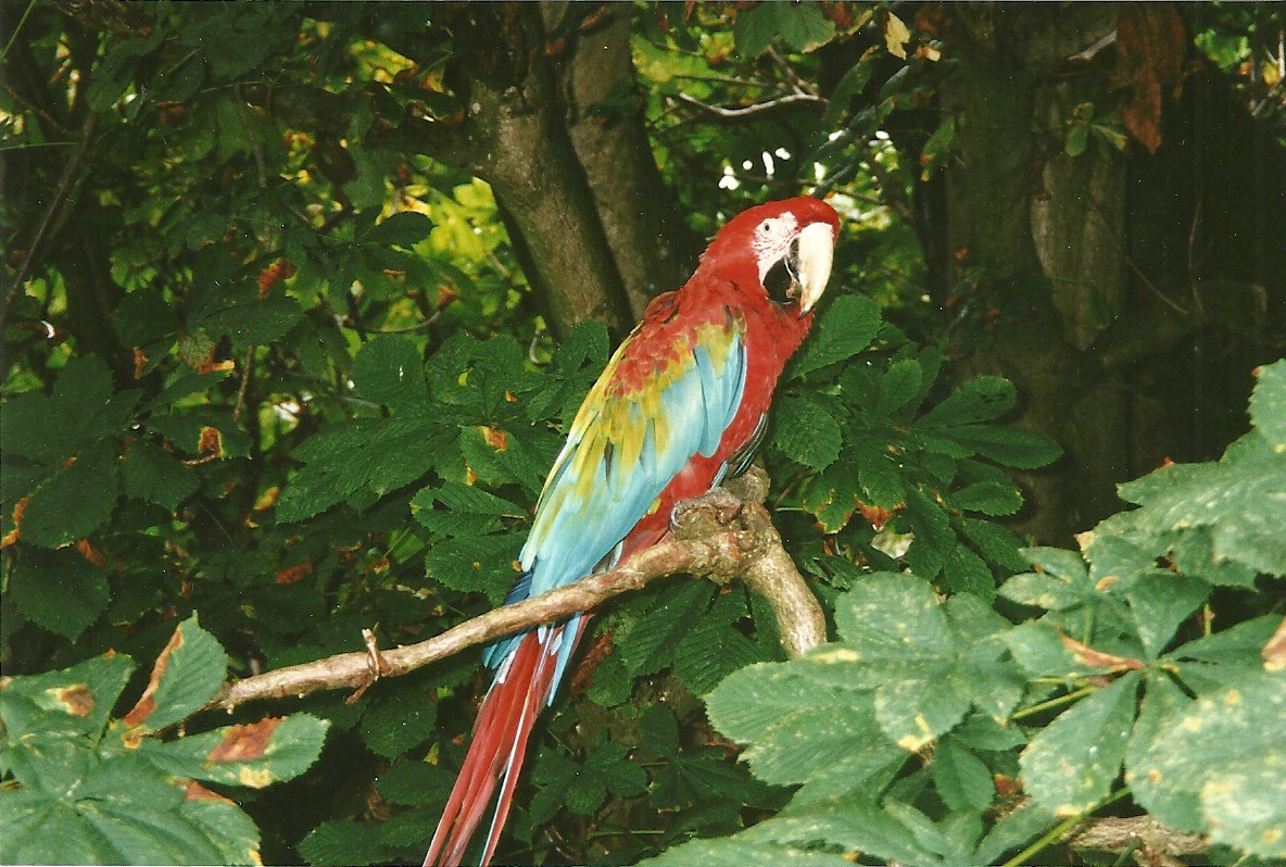 Rode (closed) 13th September 2000