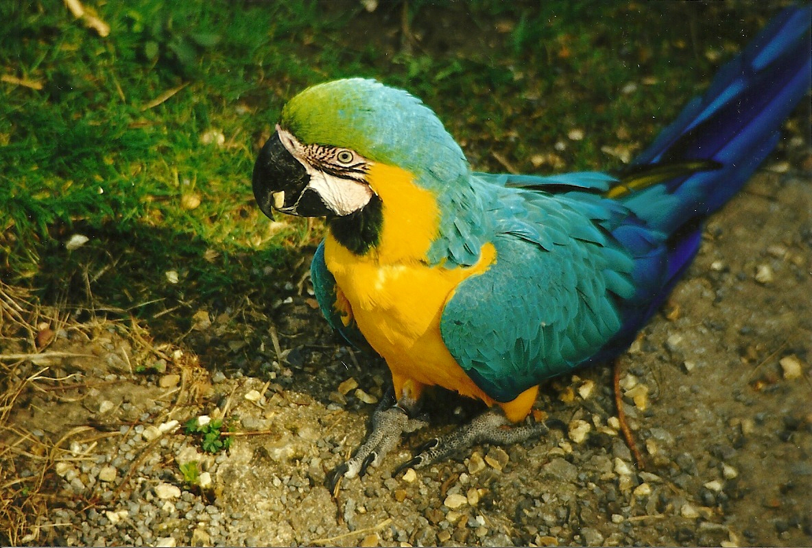 Rode (closed) 1st April 1999