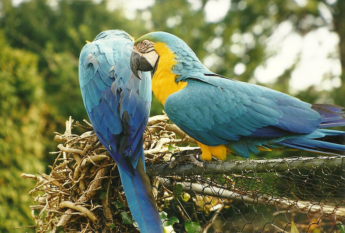 Rode (closed) 1st April 1999