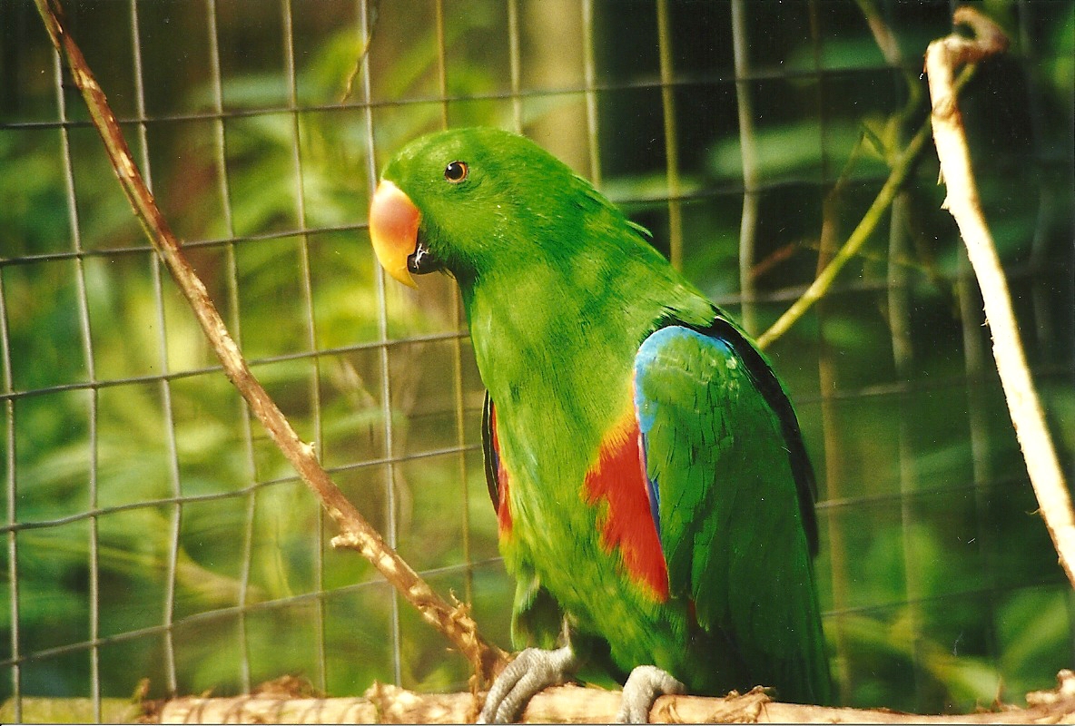 Rode (closed) 1st April 1999