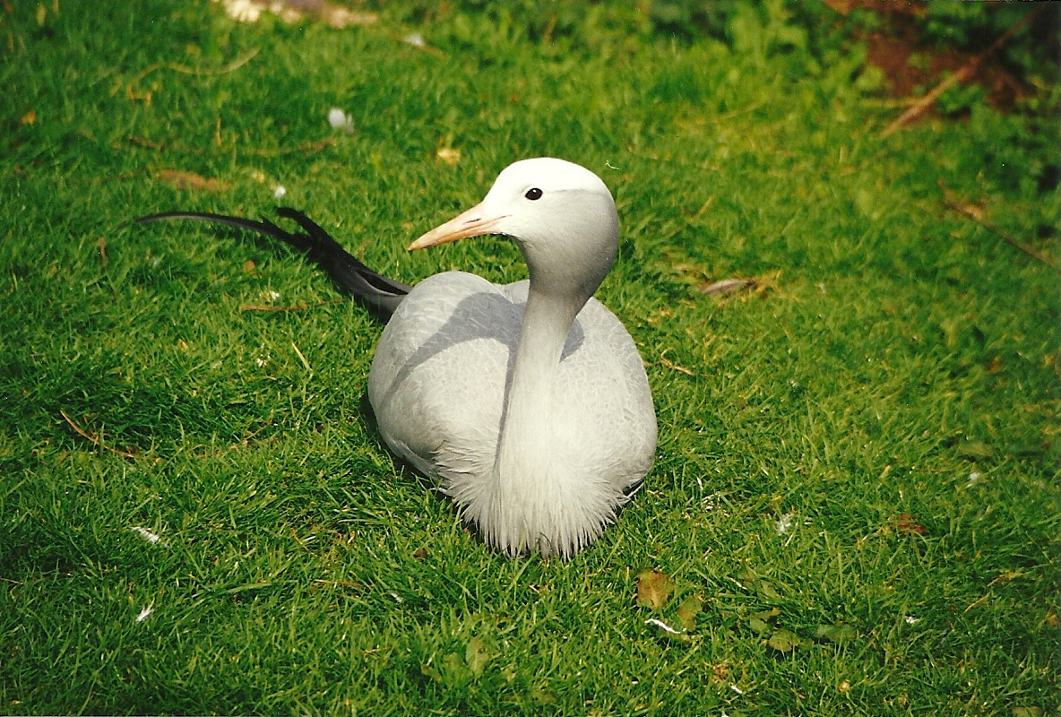 Rode (closed) 1st April 1999