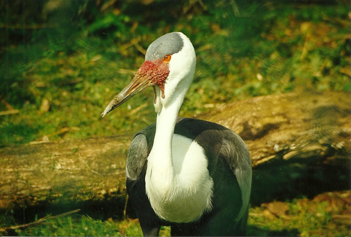 Rode (closed) 1st April 1999