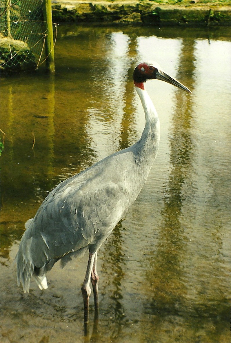 Rode (closed) 1st April 1999