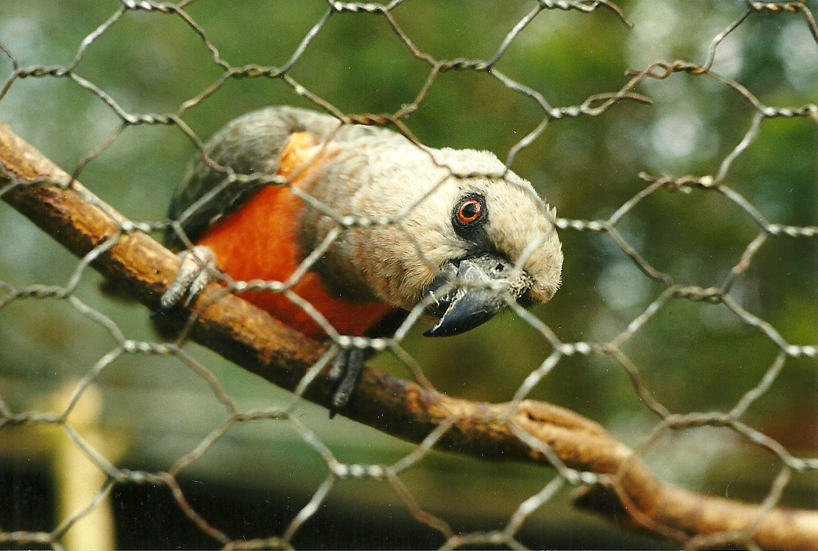 Rode (closed) 1st April 1999