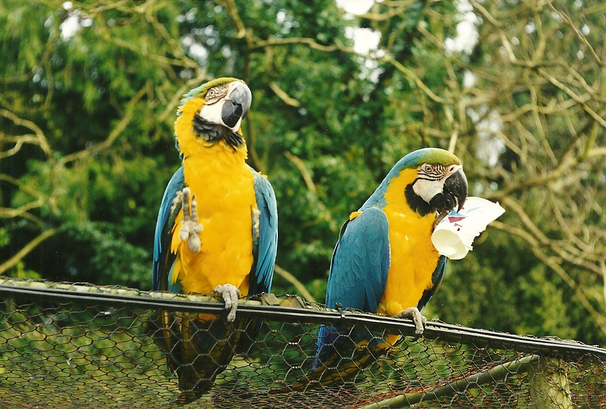 Rode (closed) 1st April 1999