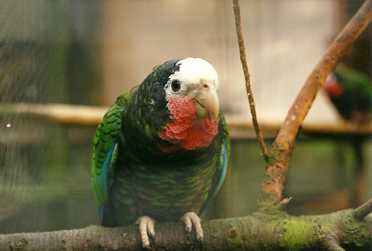 Rode (closed) 1st April 1999