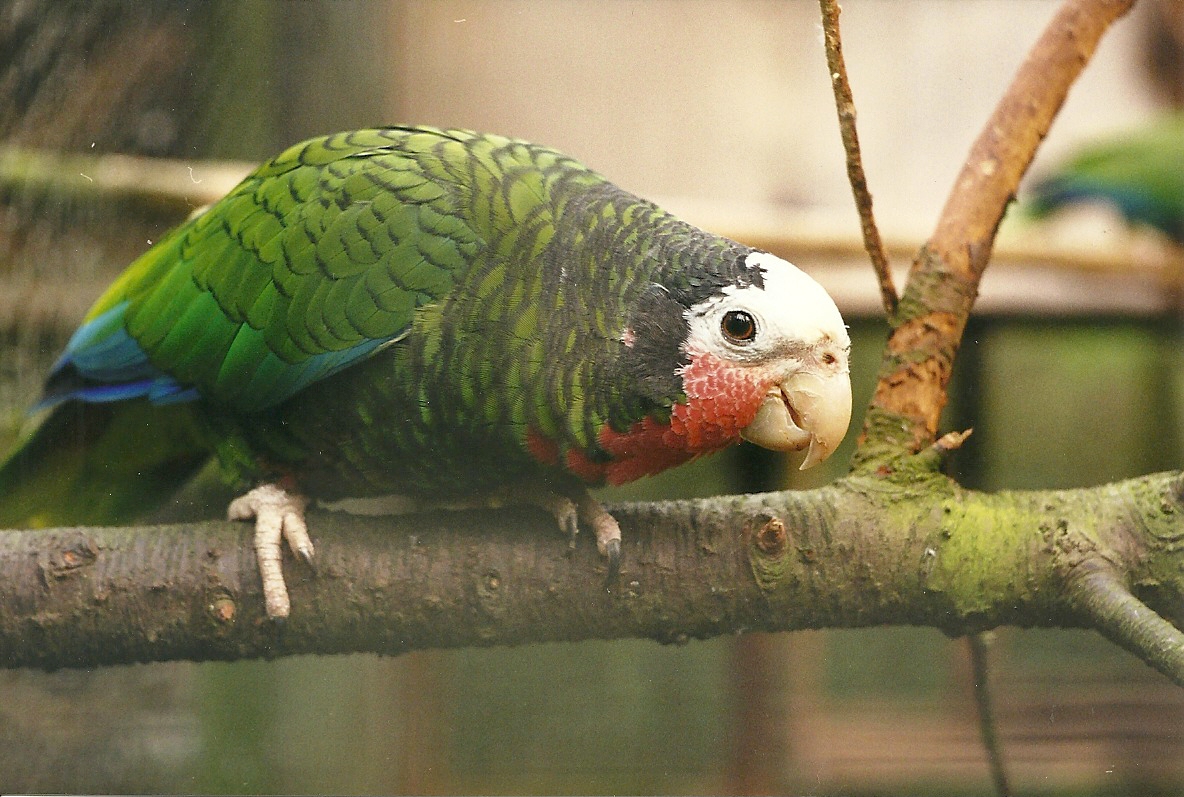 Rode (closed) 1st April 1999