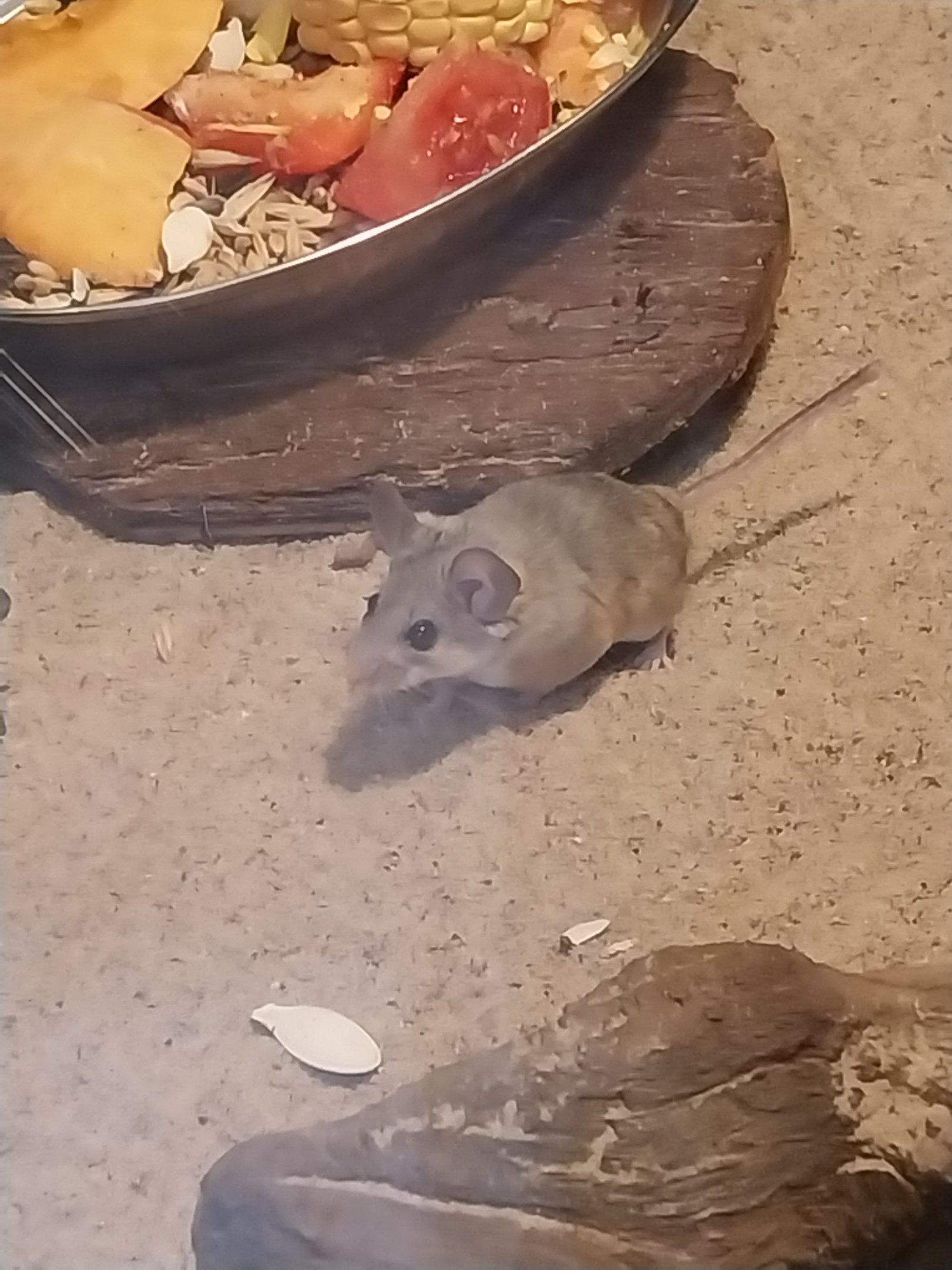 Roden House - Arabian Spiny Mouse (Acomys dimidiatus)