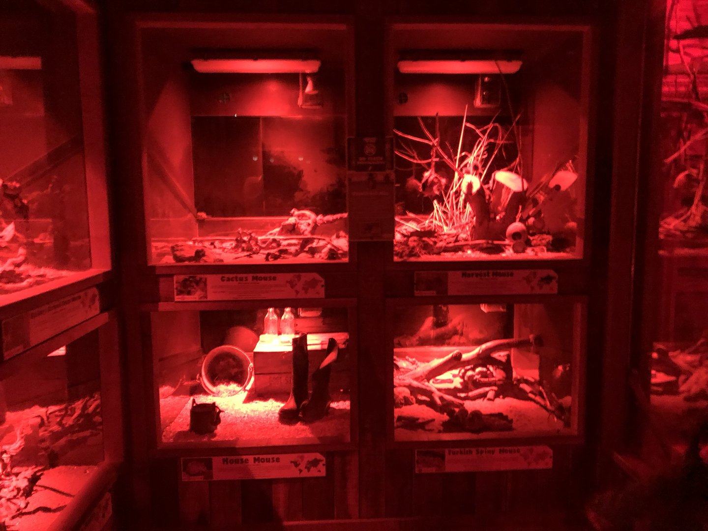 Rodent Enclosures at Cannon Hall Farm (September 2023)