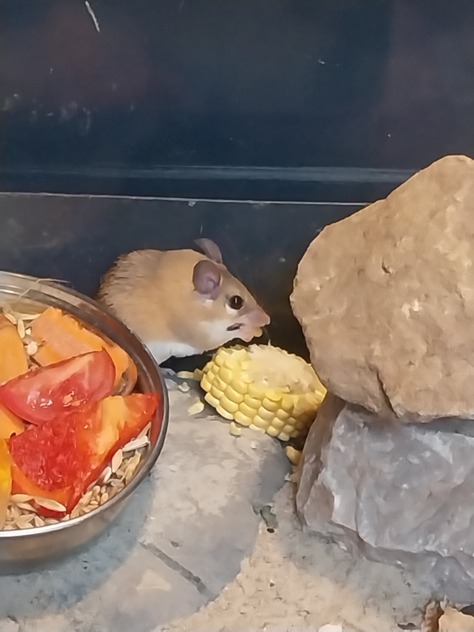 Rodent House - North African Gerbil (Gerbillus campestris)