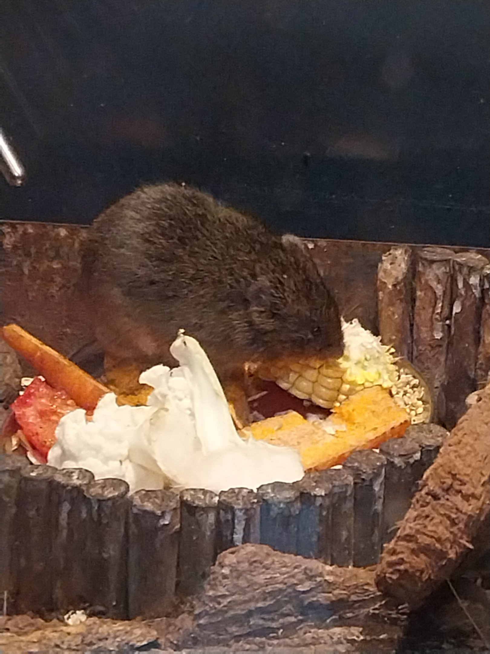 Rodent House - Reed Vole (Alexandromys fortis)