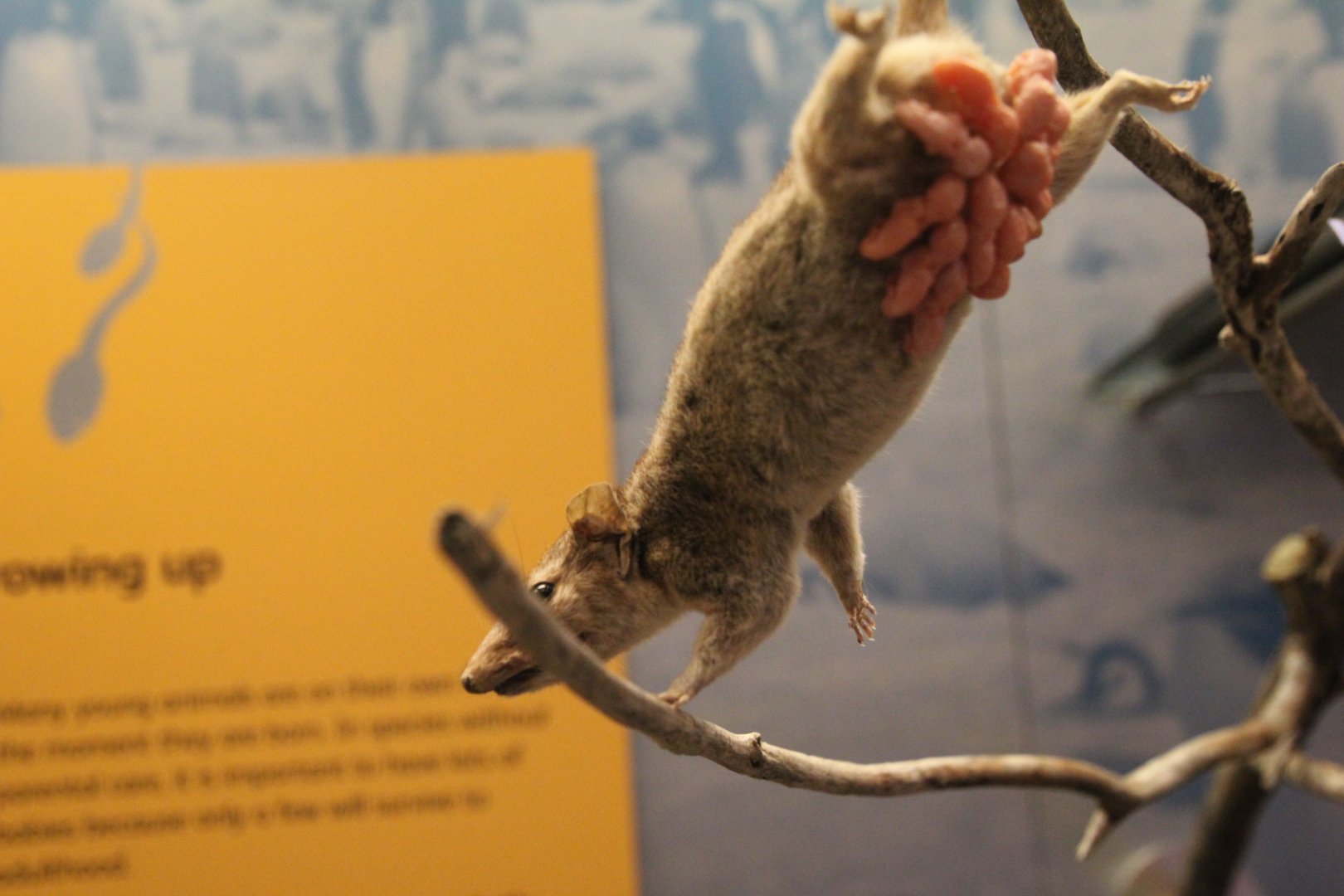 Rodent id? National Museum Scotland