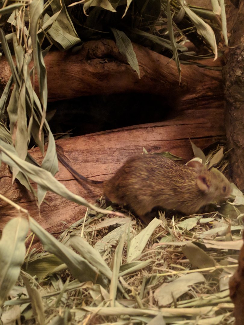 Rodent ID Zoo Praha 2018