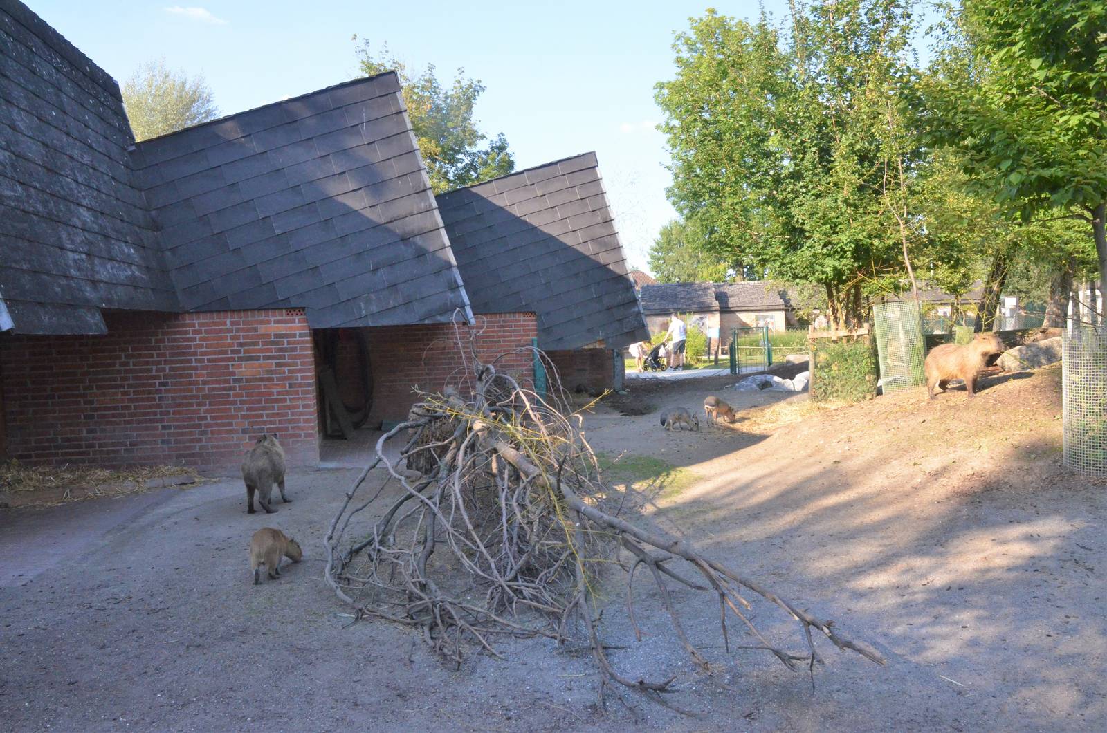 Rodent Paddock at Knie Kinderzoo, 11/09/16