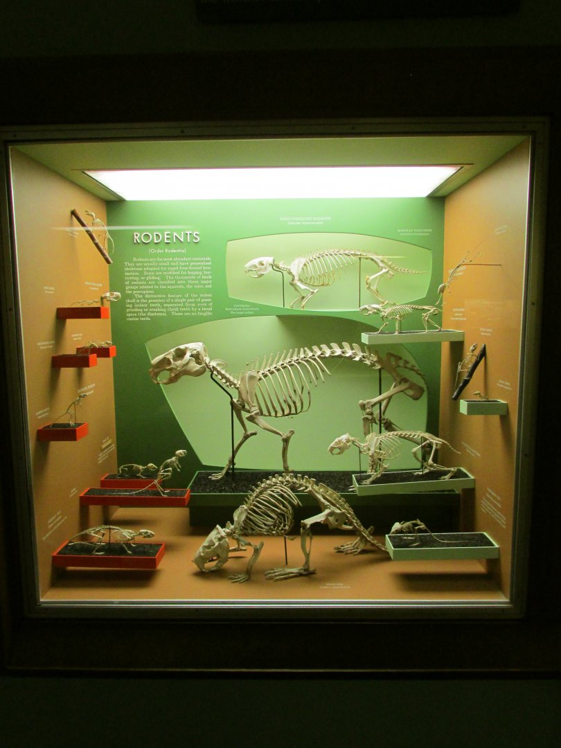 Rodent Skeletons