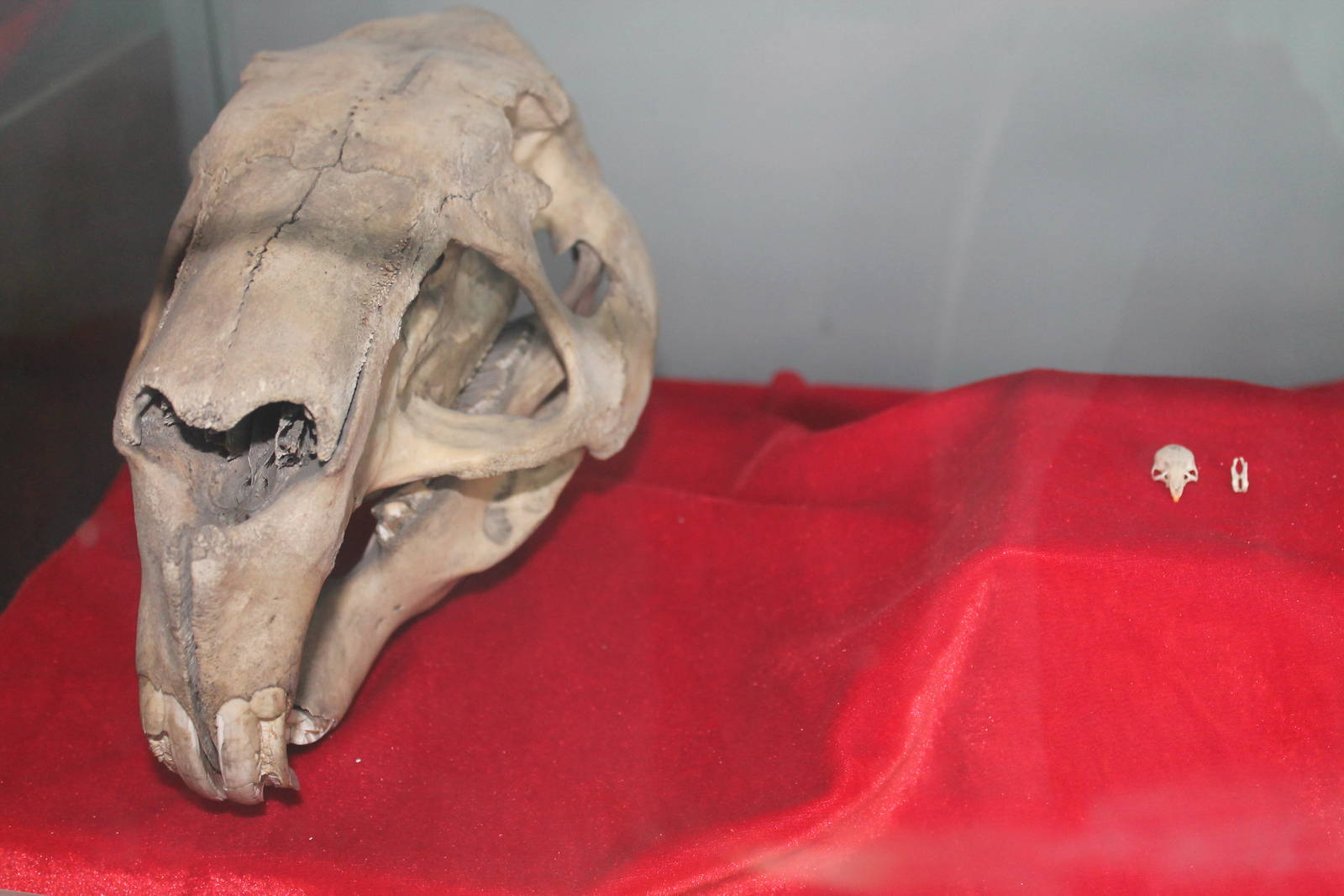 rodent skulls (Capybara and House Mouse)