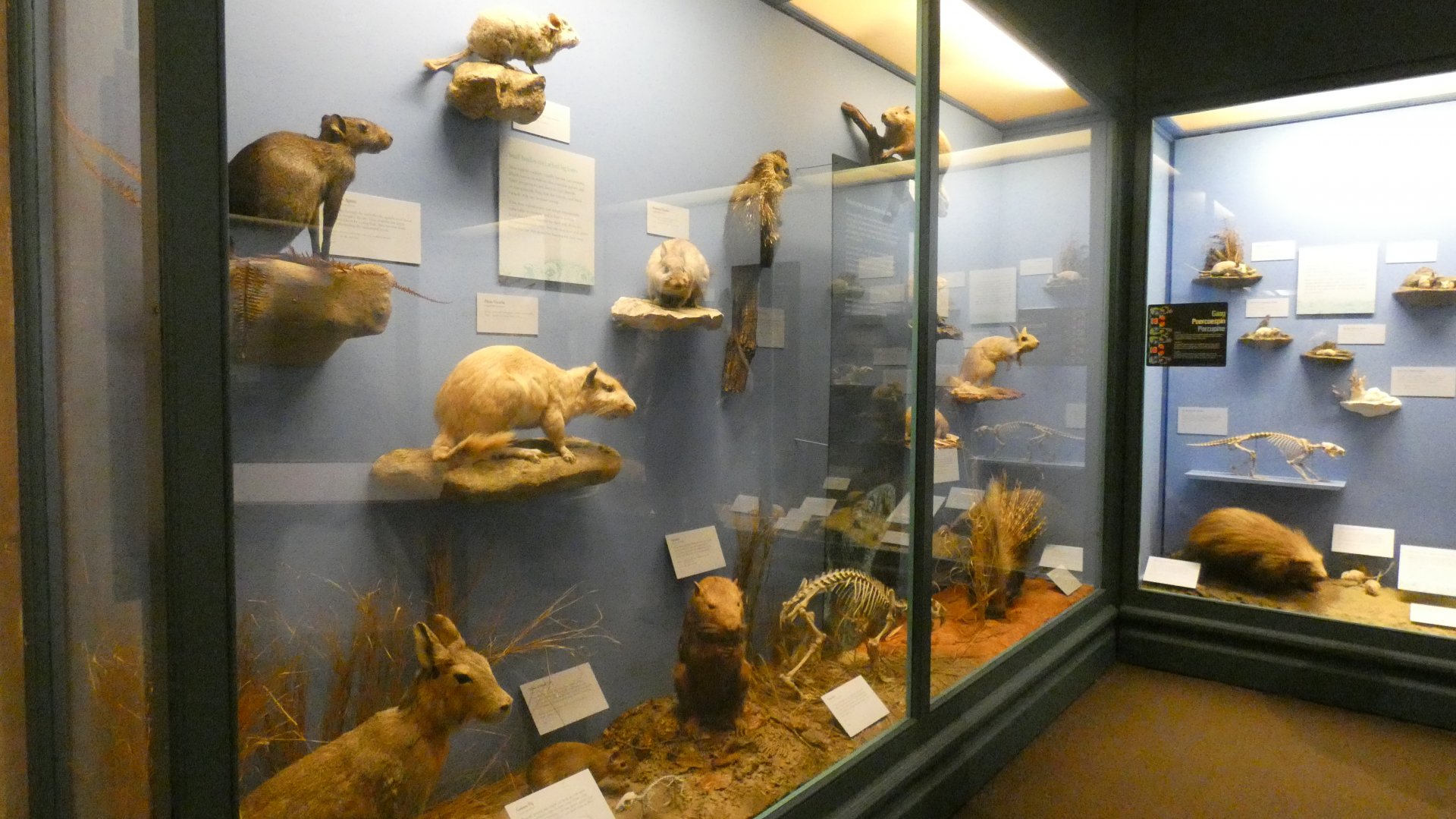 Rodents & Rabbits, Animal Groups - Feb. 2022