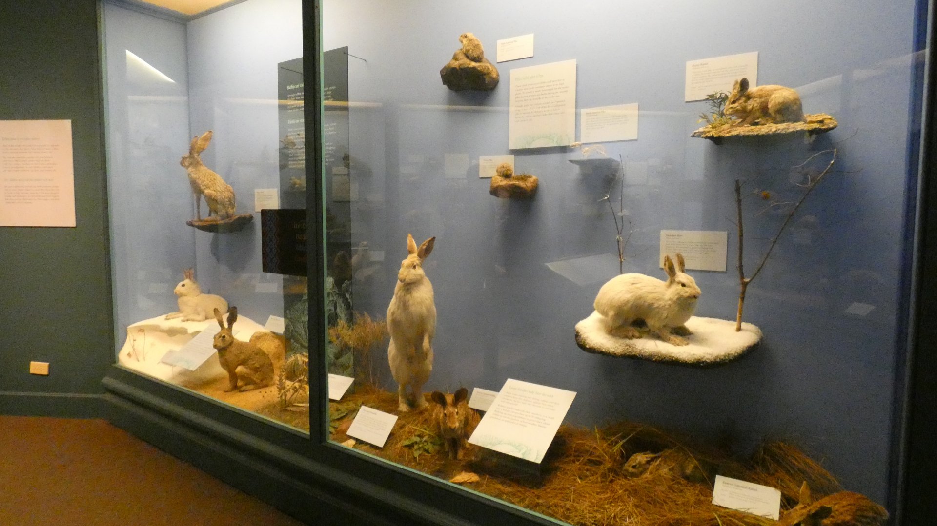 Rodents & Rabbits, Animal Groups - Feb. 2022