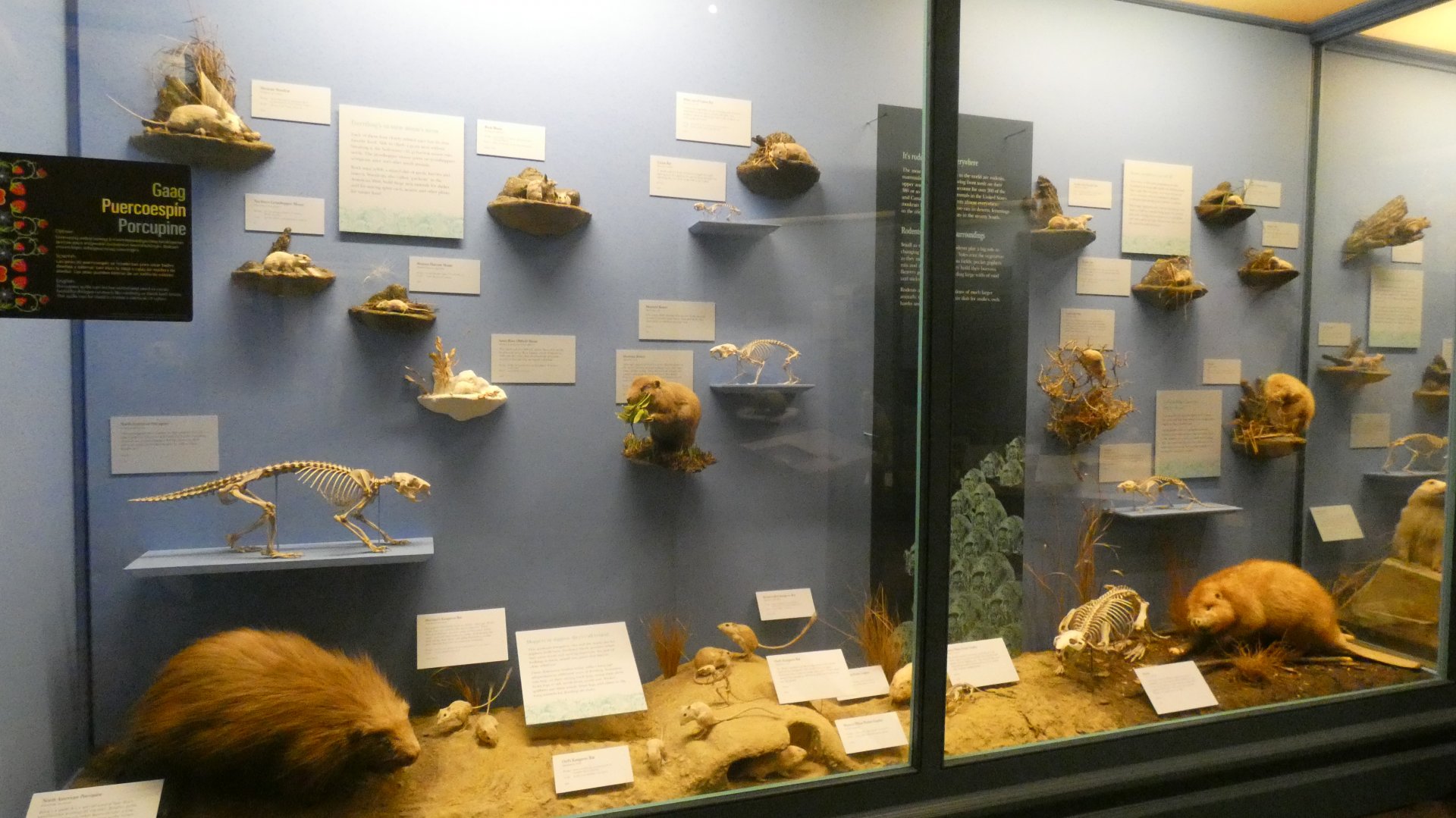 Rodents & Rabbits, Animal Groups - Feb. 2022