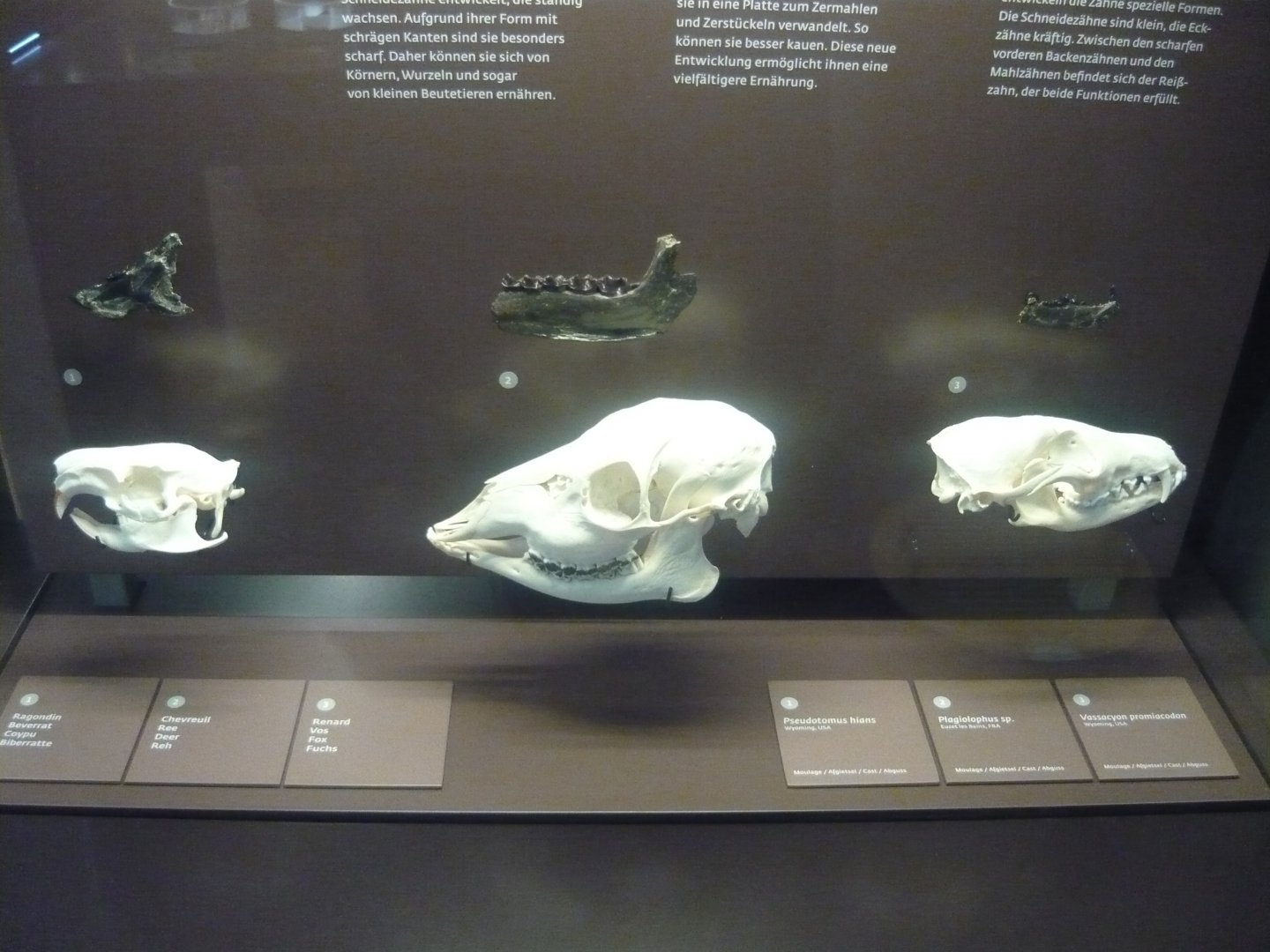 Rodents, Ungulates and Carnivorans