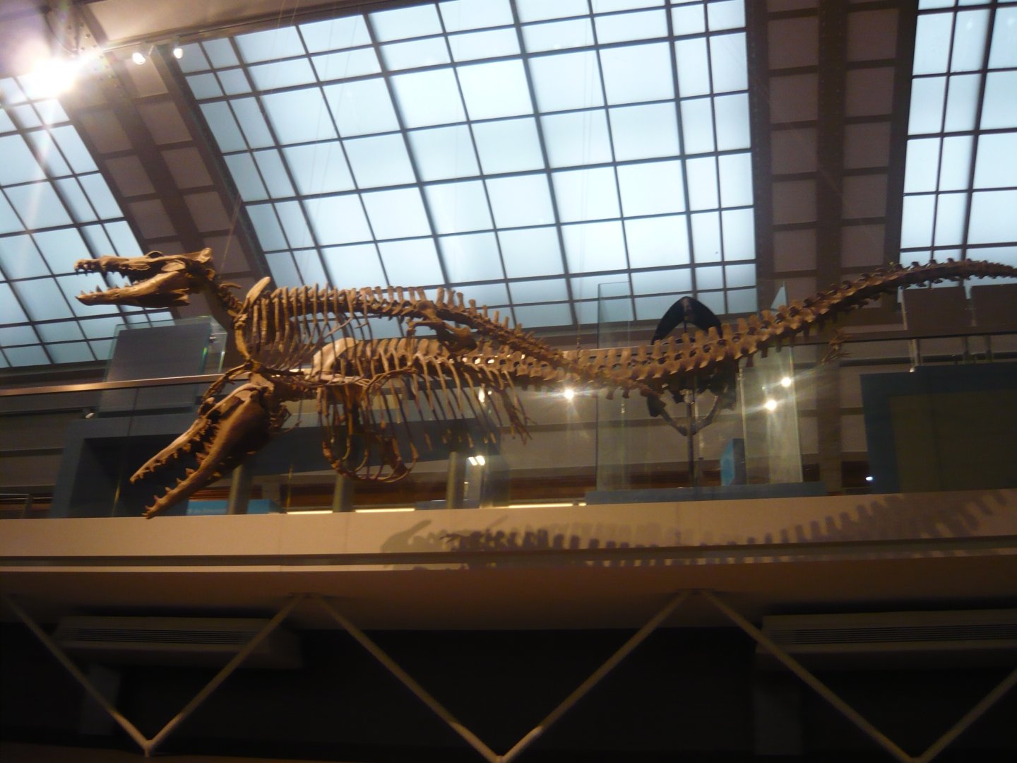 Rodhocetus and Dorudon skeletons (models)