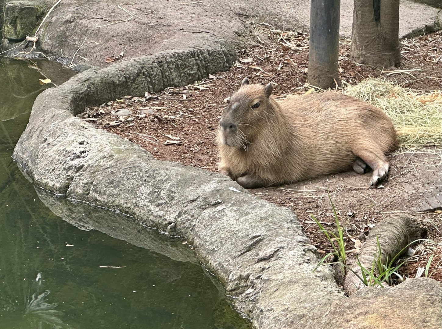 Rodney (Capybara)