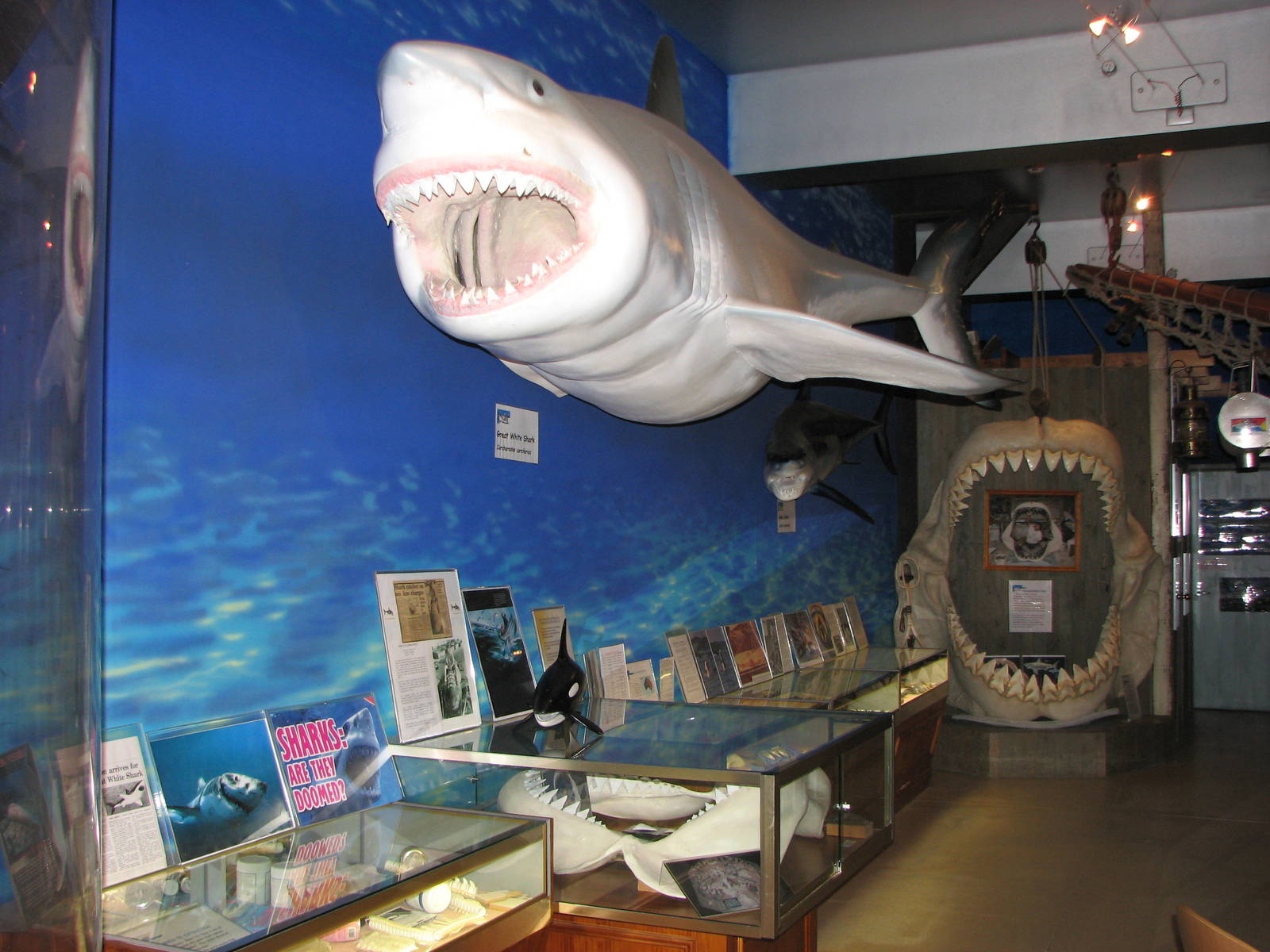 Rodney Fox Shark Experience Museum 2008 - Inside the museum