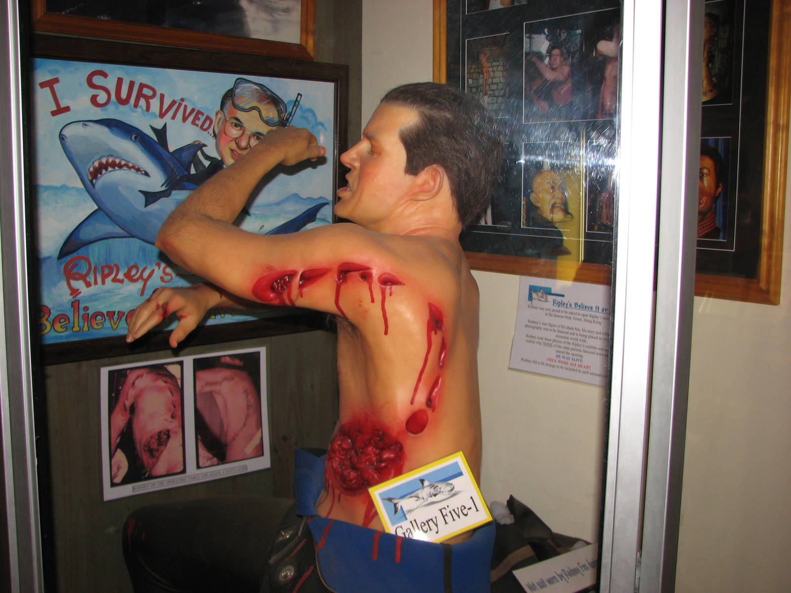 Rodney Fox Shark Experience Museum 2008 - Inside the museum