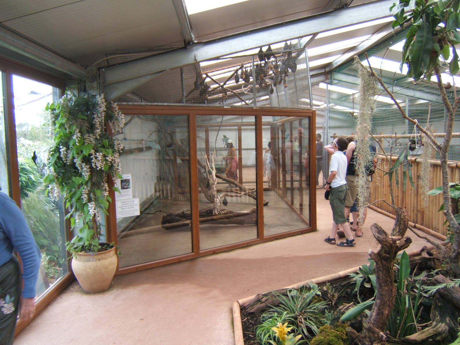 Rodrigues Bat enclosure in Tropical House