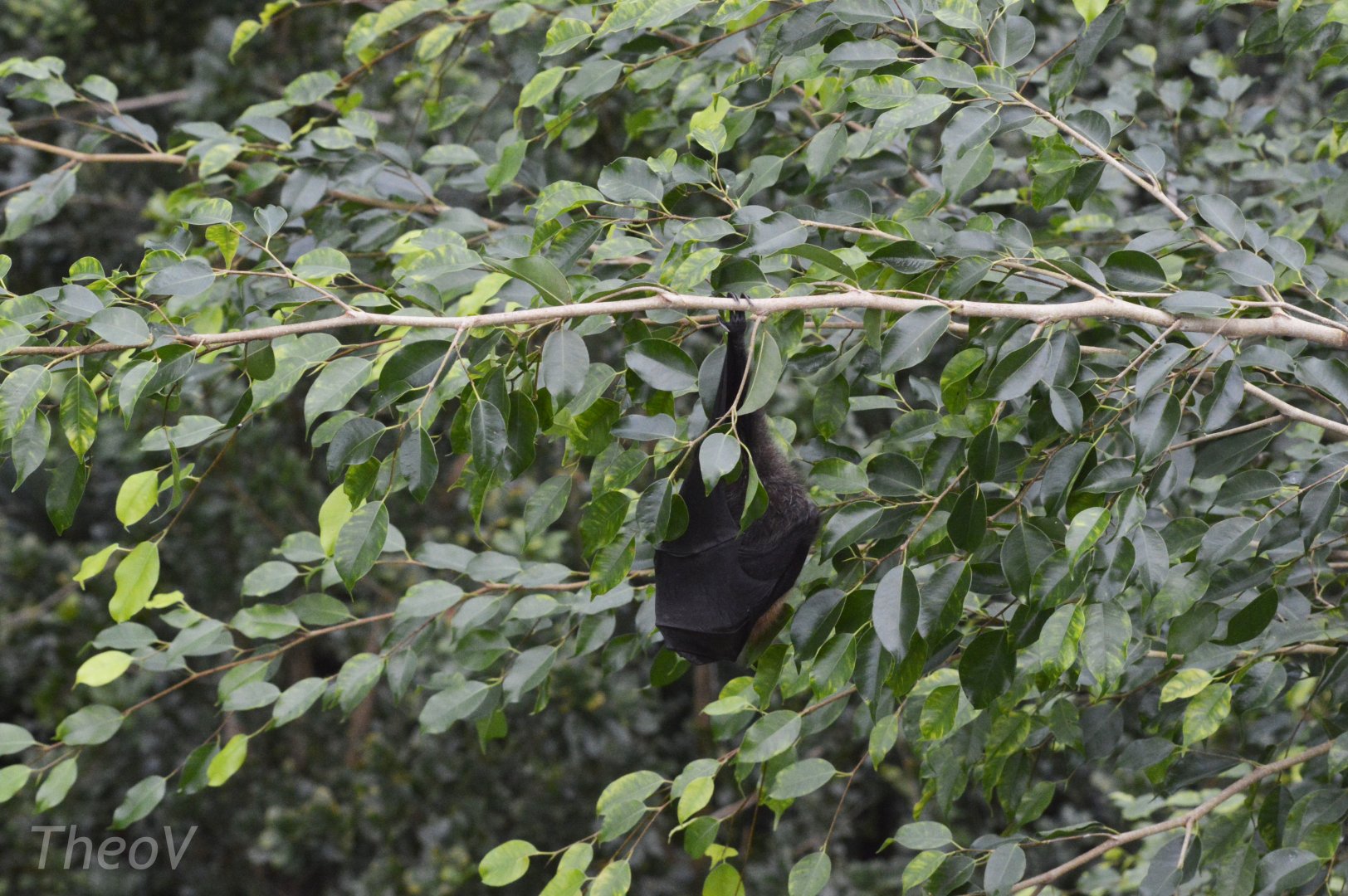 Rodrigues flying fox [2018]