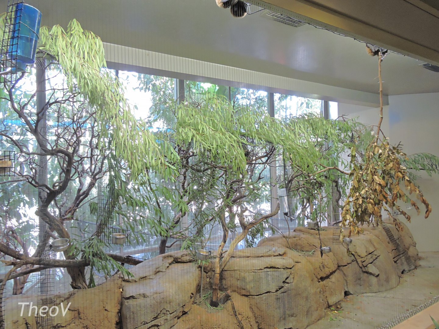 Rodrigues flying fox aviary [2015]