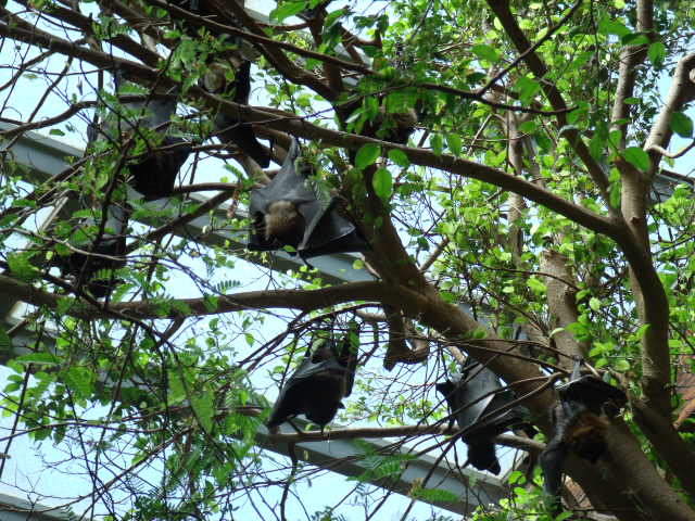 Rodrigues Flying Fox Colony