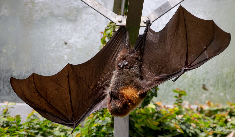 Rodrigues flying fox : Cotswold WP : 14 Jun 2019