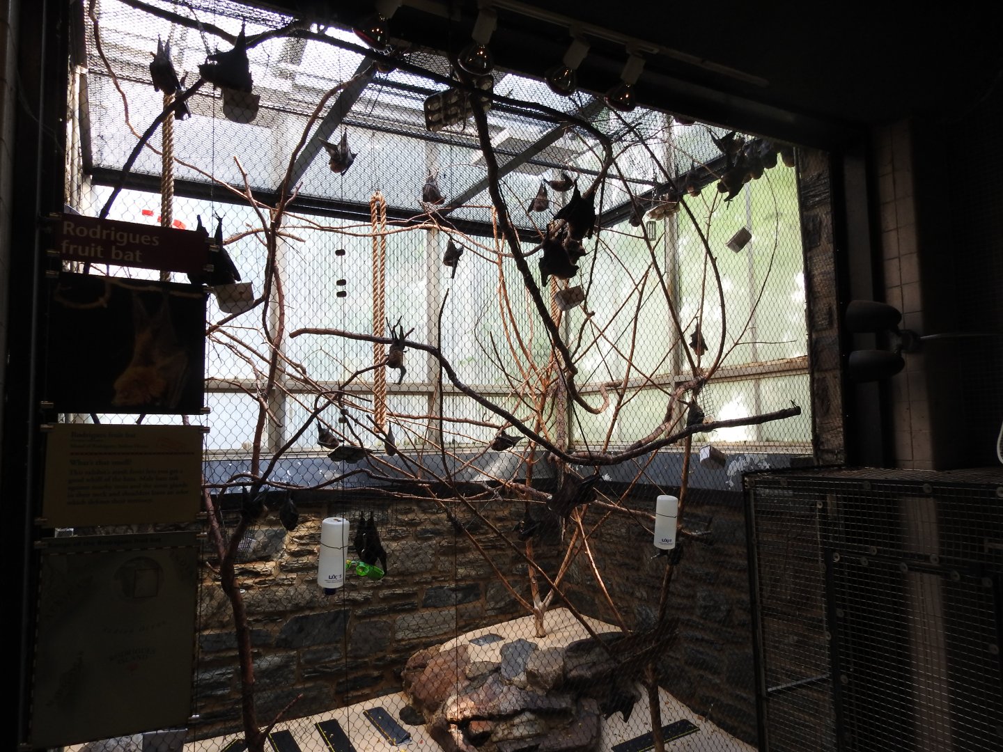 Rodrigues Flying Fox Enclosure