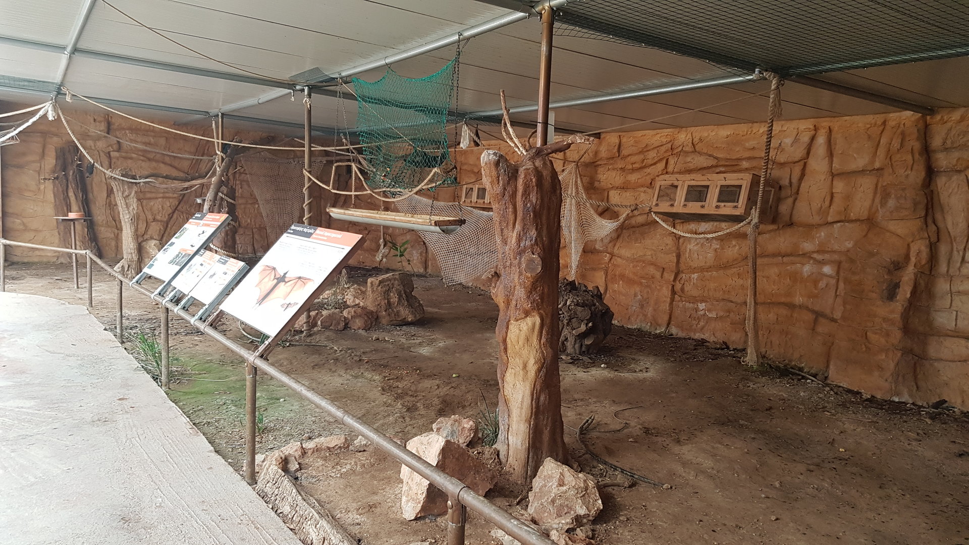 Rodrigues flying fox exhibit