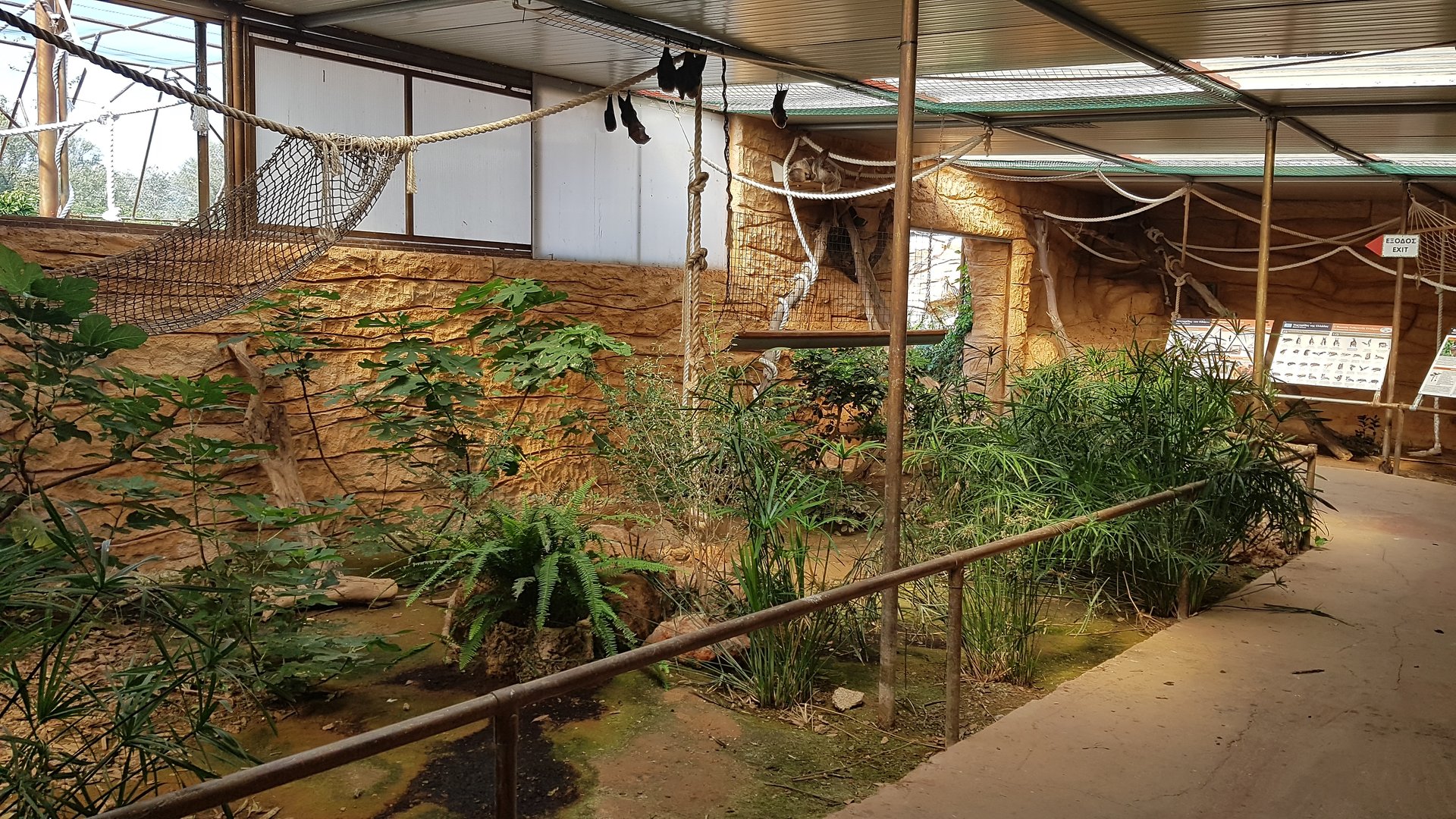 Rodrigues flying fox exhibit