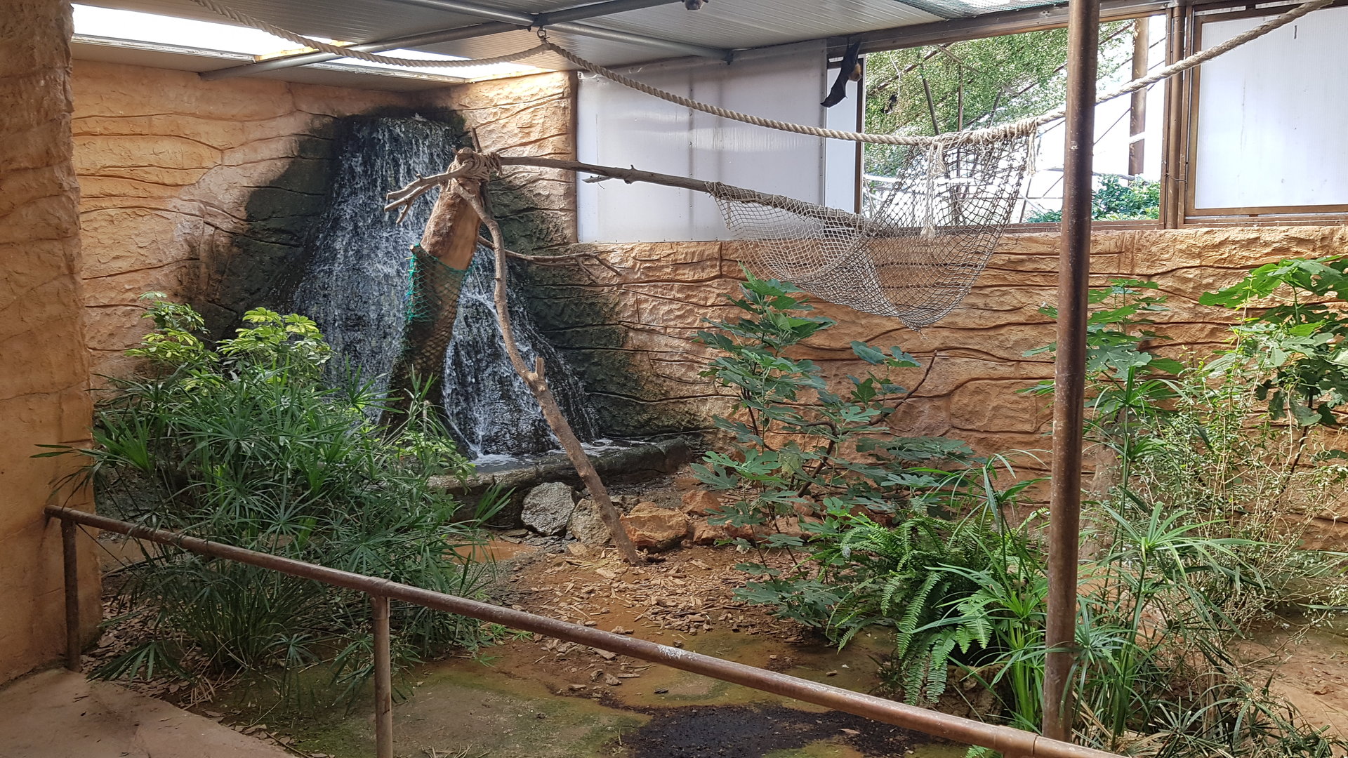 Rodrigues flying fox exhibit