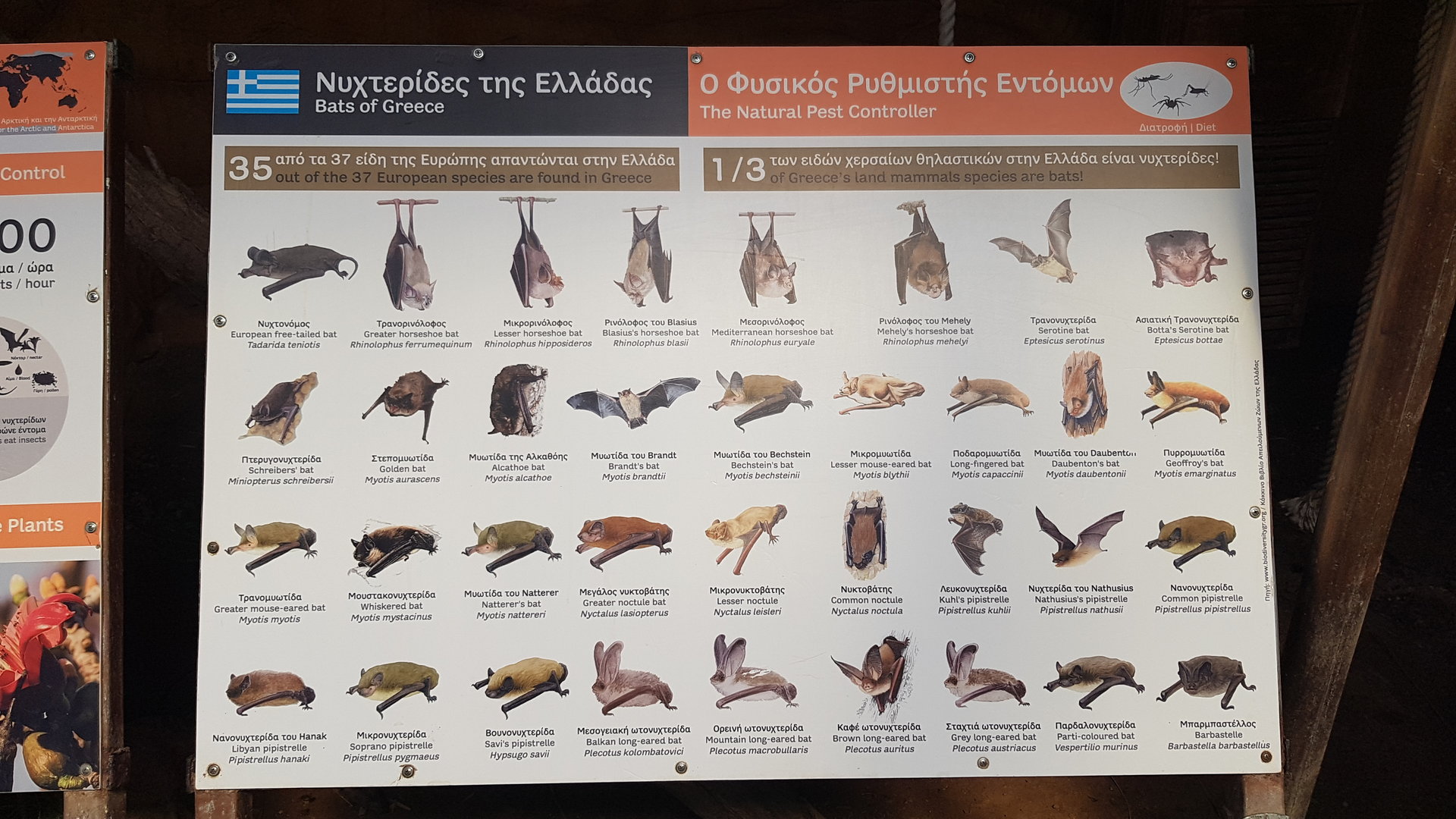 Rodrigues flying fox exhibit